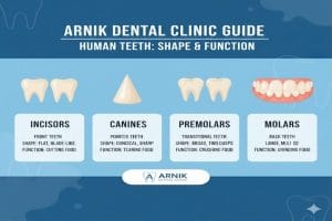اسم دندان ها با شکل و عملکرد آن‌ها در دهان انسان – راهنمای کلینیک آرنیک